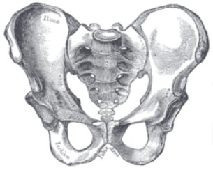 PELVIS SACRUM RESONANT CAVITY SPHERE