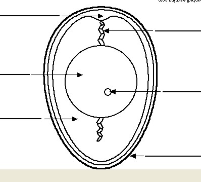 SON_000_AIR_CAP_EGG_AIR_CAP.jpg (28725 bytes)