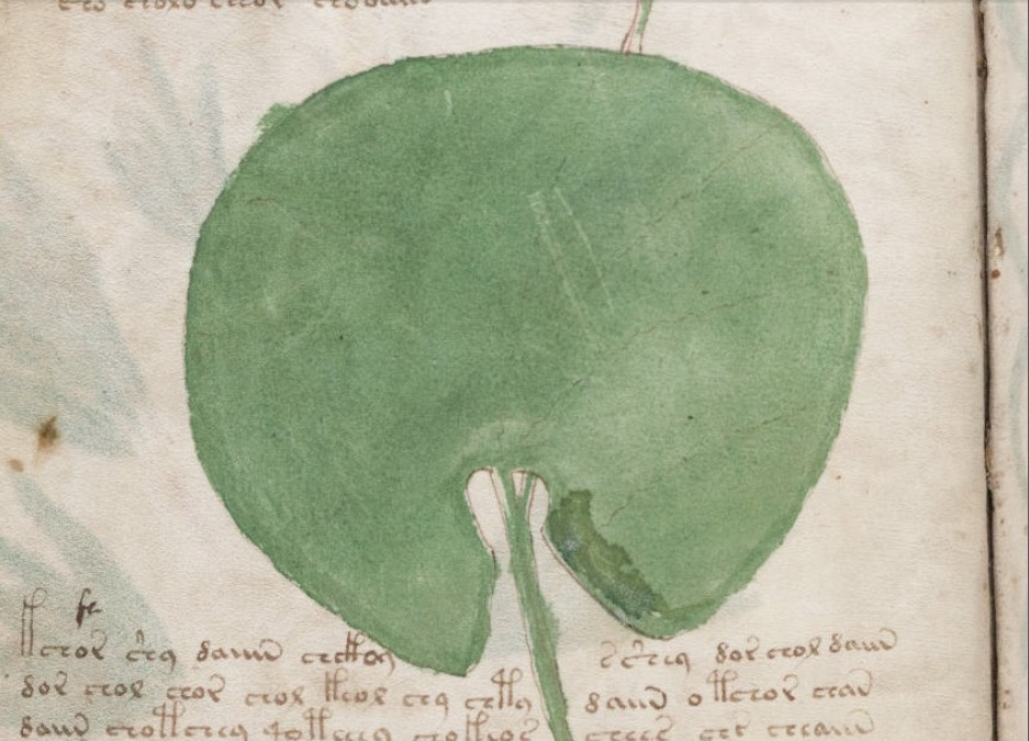 AS IS IN VOYNICH MANUSCRIPT.     KAO STO JE SADA U VOYNICH RUKOPISU.