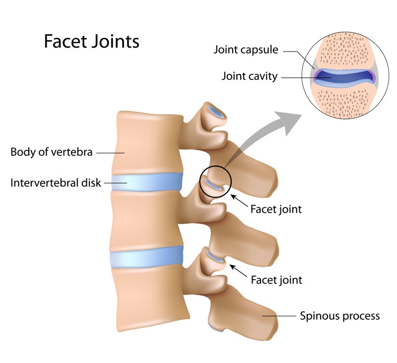 EPITROCHOID VERTEBRAL COLUMN FACET JOINTS.