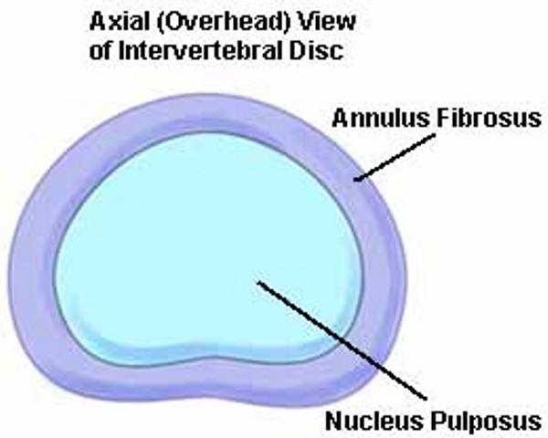 EPITROCHOID_VERTEBRAL_COLUMN_INTER_VERTEBRAL_DISK_600.jpg (40727 bytes)