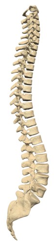 EPITROCOHID_RADIANT_RADIATION_IN_HUMAN_VERTEBRAL_COLUMN.jpg (13740 bytes)