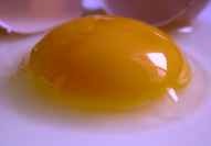 RAW EGG POSITIVE