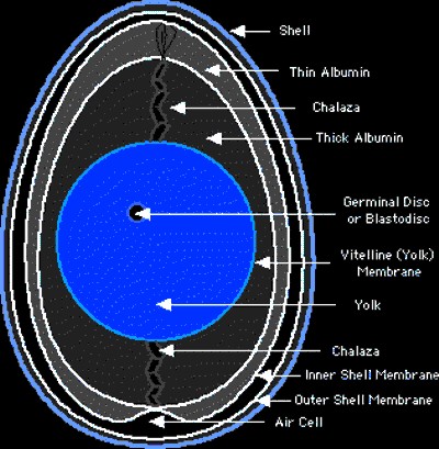 EGG INSIDE CROSS SECTION NEGATIVE