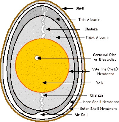 EGG INSIDE CROSS SECTION POSITIVE