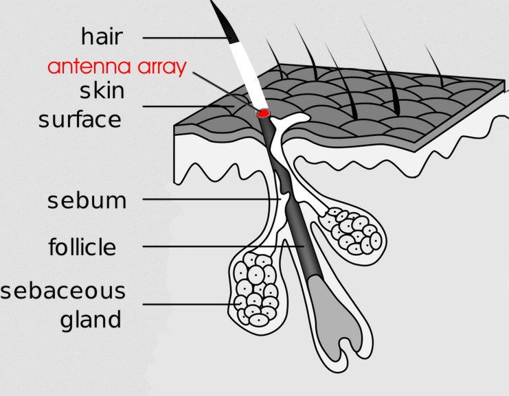 HUMAN HAIR CUT AND FOLLICLE.