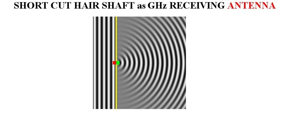 SHORT_CUT_HAIR_AS_GHz_RECEIVING ANTENNA.jpg (45142 bytes)