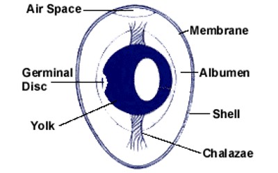 SON_000_EGG_INSIDE_NEGATIVE1.jpg (21795 bytes)