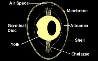 SON_000_EGG_INSIDE_POSITIVE1.jpg (21815 bytes)