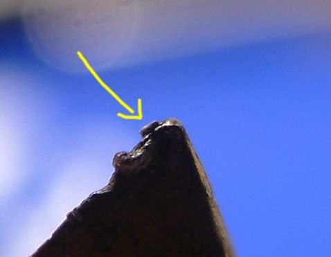 EGG_SHELL_FOREHEAD_REMOVED_AND_BURNED.jpg (28841 bytes)