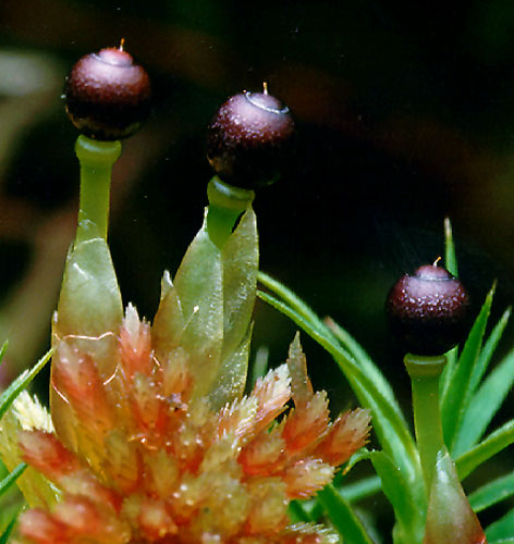 Sphagnum_capsule.jpg (55792 bytes)