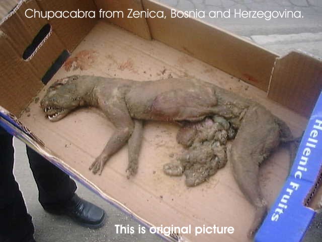 CHUPACABRA from ZENICA, Bosnia and Herzegovina.