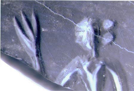 alien_3_fingers_negativ.jpg (30254 bytes)
