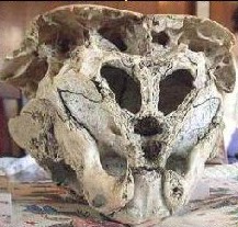 Skull ...