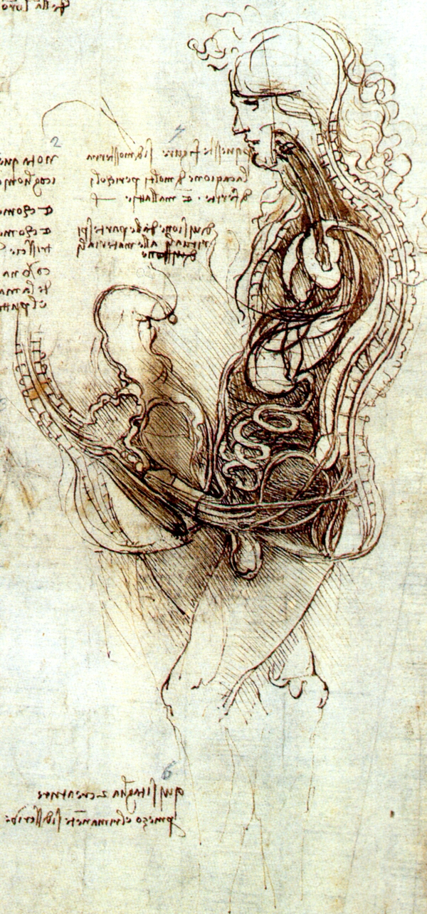 First known drawing: how male penis entering in woman vagina.