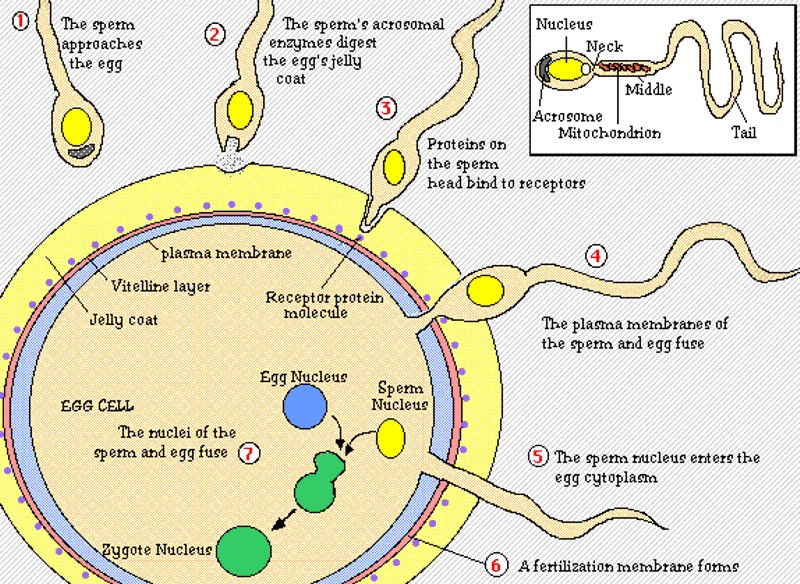 SON_000_AWAITING_TIME_FOR_FERTILIZATION.jpg (242183 bytes)