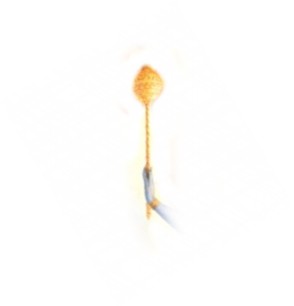 Rudolf_Bosnjak_discovery_LOTOS_SPERMATOZOID_FULL_45_UP.jpg (4365 bytes)