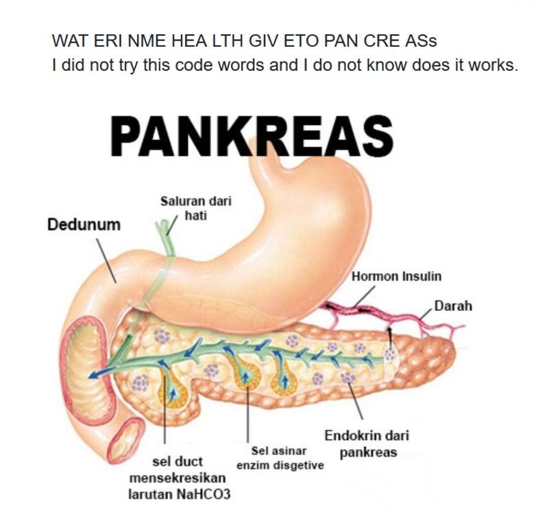 TALK TO PANCREAS.