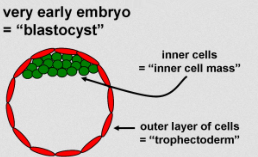 Outer layer of cells or trophectoderm