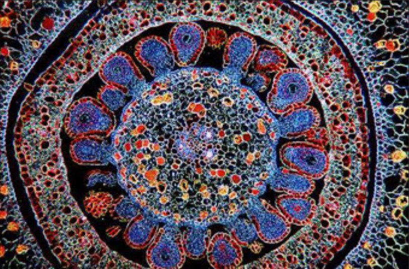 This is human stem cells have been cloned!